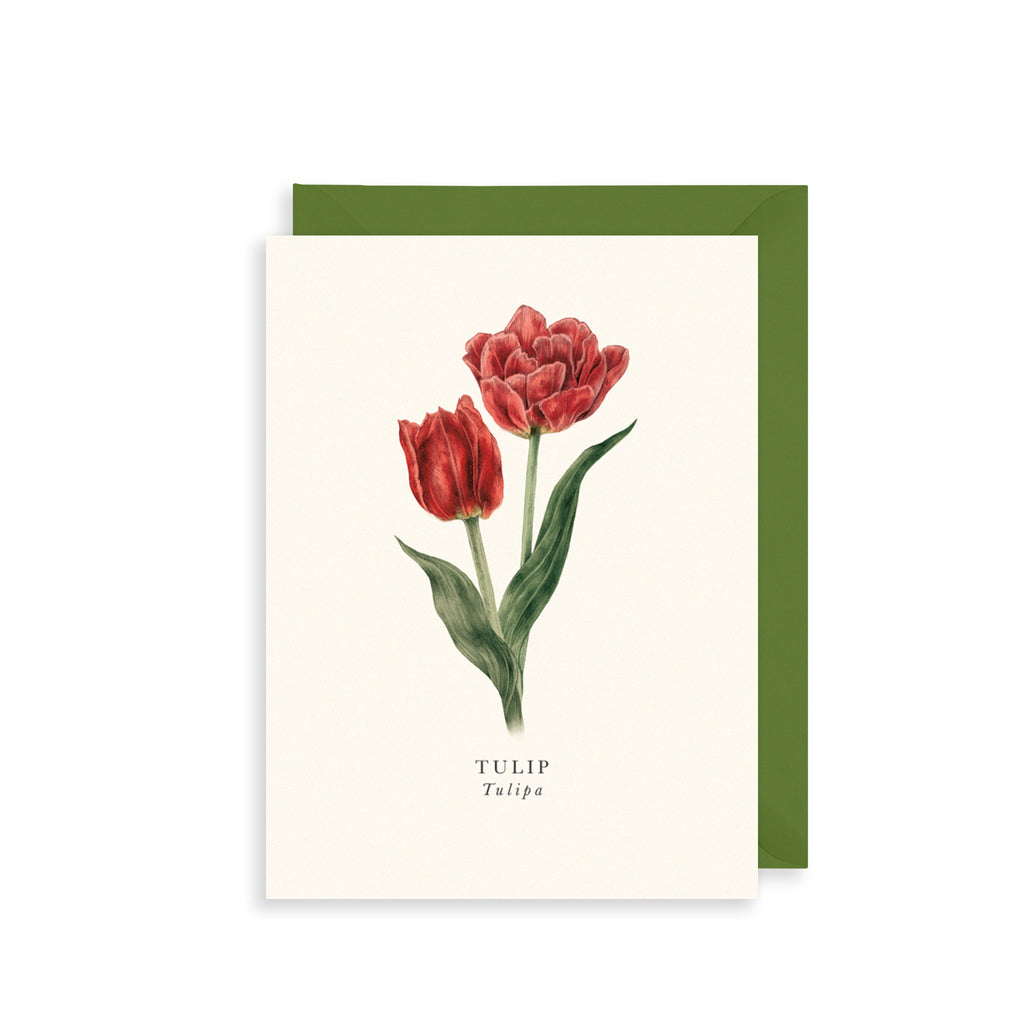 Tulip Greetings Card The Art File